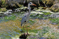 Ardea cinerea