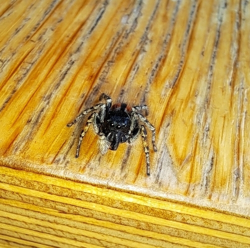 Red-bellied Jumping Spider