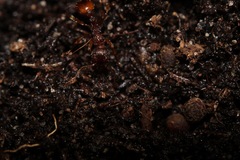 Myrmica ruginodis