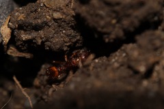 Myrmica ruginodis