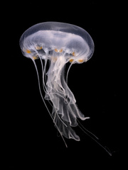 Chrysaora hysoscella