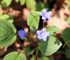 Omphalodes verna