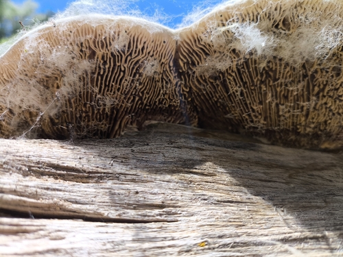 Trametes warnieri