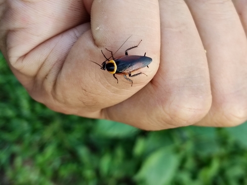 Pallid Sun Roach