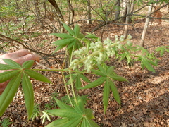 Aesculus glabra arguta