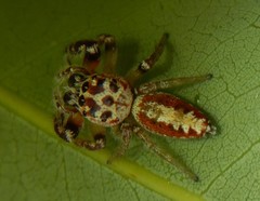 Opisthoncus alborufescens