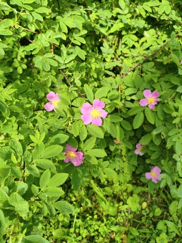 Наблюдение на iNaturalist