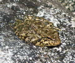 Rana muscosa