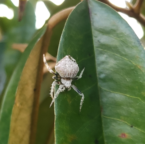 Laglaise's Garden Spider