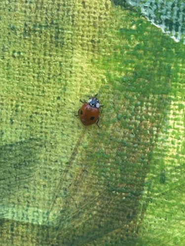 Two-spotted Lady Beetle