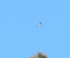 Larus fuscus barabensis