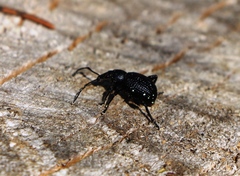 Otiorhynchus gemmatus