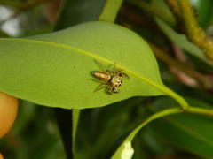 Opisthoncus alborufescens