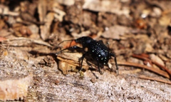 Otiorhynchus gemmatus