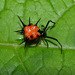 Arañas de Telaraña Irregular - Photo (c) artanker, algunos derechos reservados (CC BY-NC)