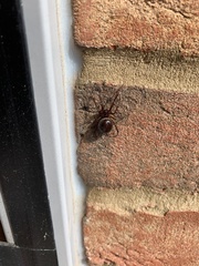Steatoda