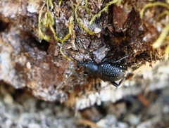 Otiorhynchus gemmatus