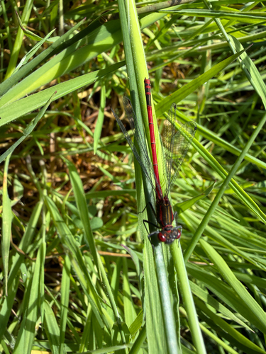Large Red Damselfly