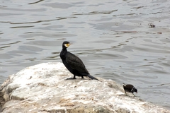 Phalacrocorax carbo