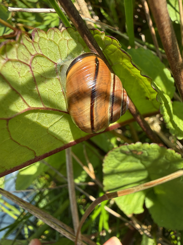 Brown-lipped Snail