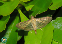Marasmia trapezalis