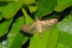 Marasmia trapezalis