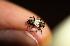 Pogonocherus hispidulus