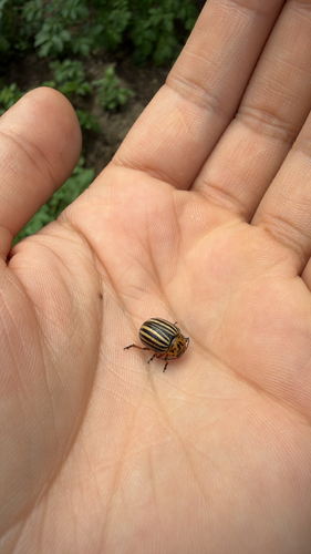 Colorado Potato Beetle