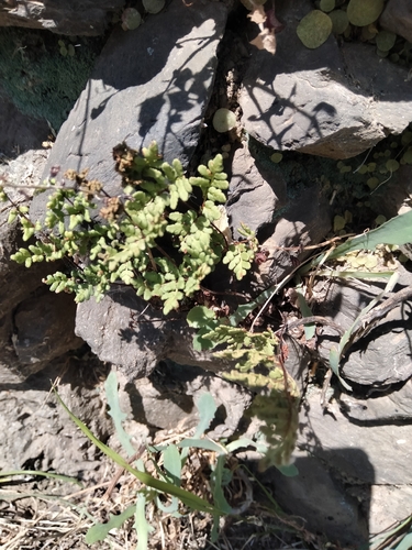 Oeosporangium pteridioides, 2026-05-23