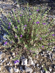 Scutellaria wrightii