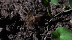 Lycosidae