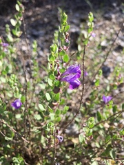 Scutellaria wrightii
