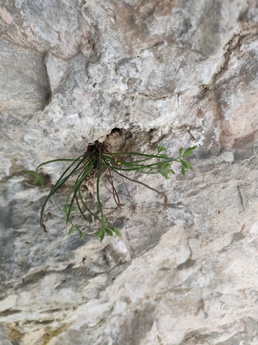 Asplenium seelosii, 2026-05-23