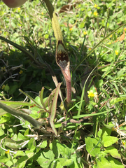 Aristolochia erecta