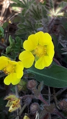 Potentilla heptaphylla