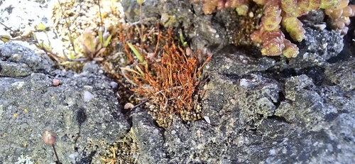 Hennediella heimii observed 2026-05-23