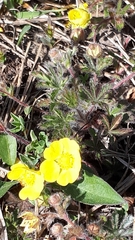 Potentilla heptaphylla