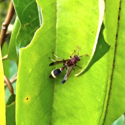 Ropalidia magnanima