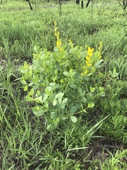 Baptisia sphaerocarpa