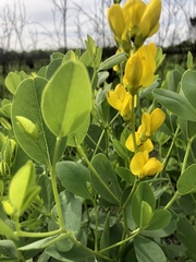 Baptisia sphaerocarpa