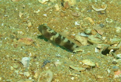 Cryptocentrus fasciatus