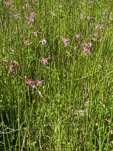 ragged-robin