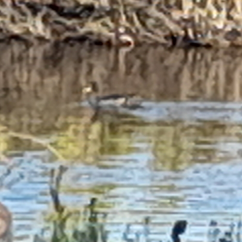 iNaturalist image