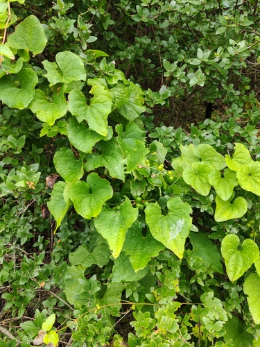 Black Bryony