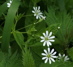 Stellaria nemorum nemorum