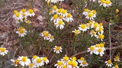 Thymophylla concinna