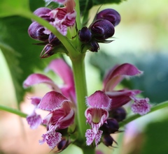 Lamium orvala