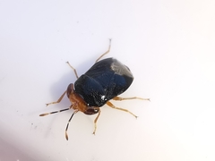 Geocoris erythrocephalus