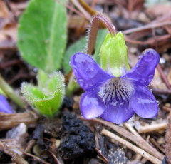 Viola fimbriatula