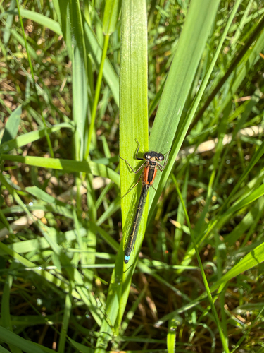 Blue-tailed Damselfly